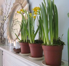 Room Greenery